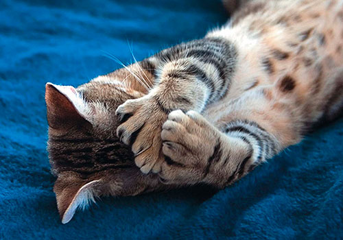 Оқушы қыздар мен ұлдардың жыныстық қатынасы